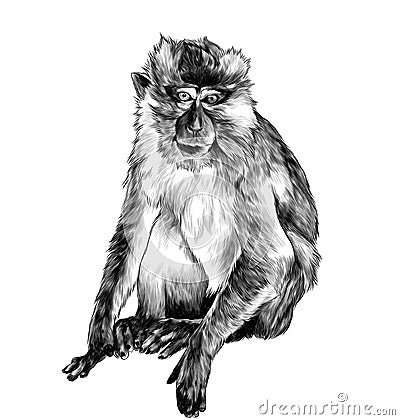 Macaque sitting in full height on white background Vector Illustration