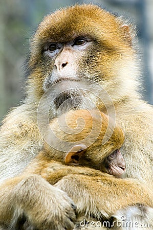Macaques Stock Photo