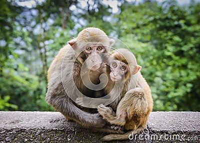 Macaques in China Stock Photo