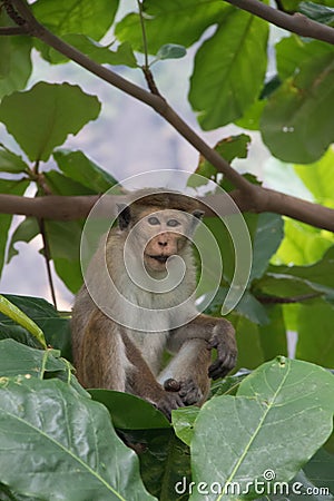 Young Macaque amongst the leaves Stock Photo