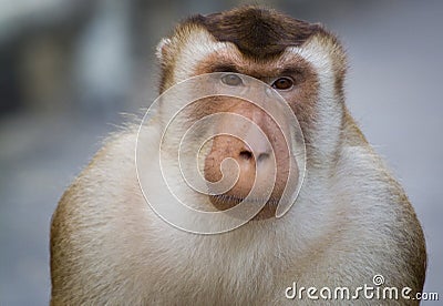 Macaques are familiar brown primates Stock Photo