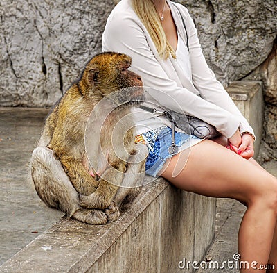 Macaques and Tourists, Gibraltar Rock Editorial Stock Photo
