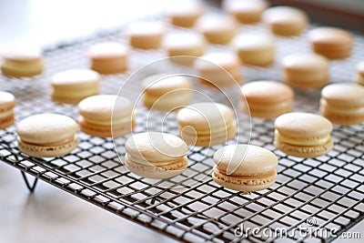 macaron shells cooling on a wire rack Stock Photo