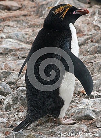 Macaroni penguin 5 Stock Photo