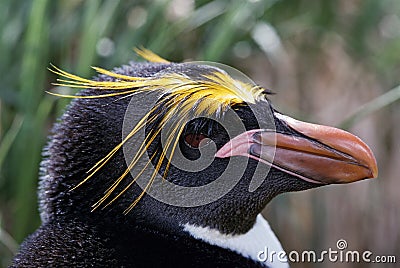 Macaroni Penguin Close-Up Stock Photo