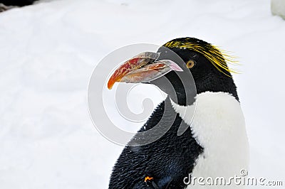 Macaroni Penguin head turn Stock Photo