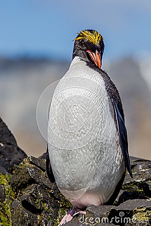 Macaroni Penguin preens feathers after exiting the sea in South Georgia Stock Photo