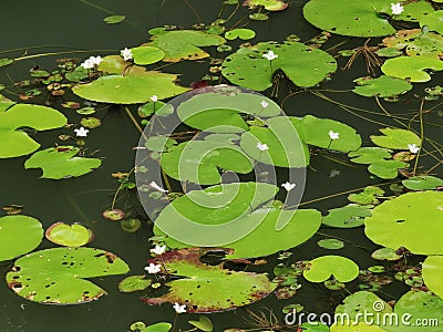 Macau Red Dragonfly Coloane Seac Pai Van Wetland Park Macao Insects Dragonflies Green Nature Outdoor Waterlilies Pond Stock Photo
