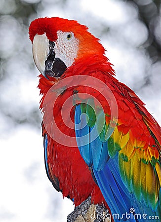 Macaw Stock Photo