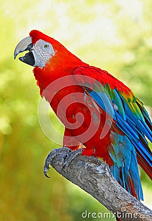 Macaw Stock Photo