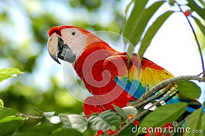 Macaw Stock Photo