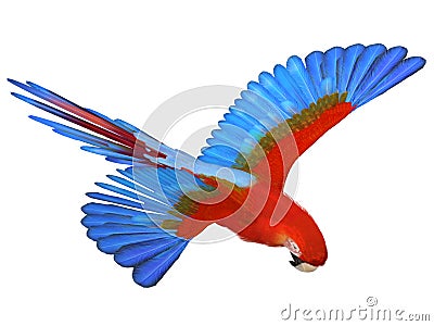 Macaw Stock Photo