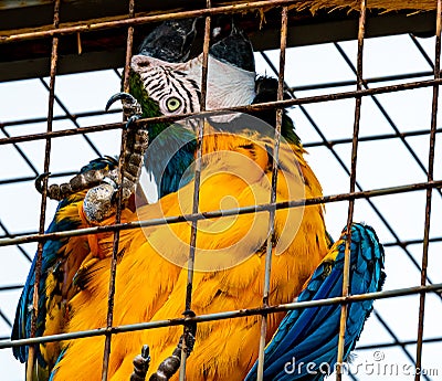 Macaw Ara parrot trapped in a cage. Close up Stock Photo