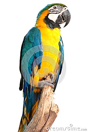 Macaw bird Stock Photo