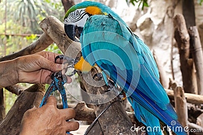 Macaw bird is angry while being chained by the rancher Stock Photo