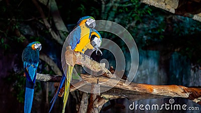 Macaw bird facing to camera Stock Photo