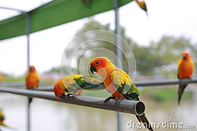 Macaw birds animal catch on iron railing in zoo Stock Photo