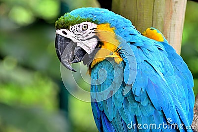 Macaw Stock Photo