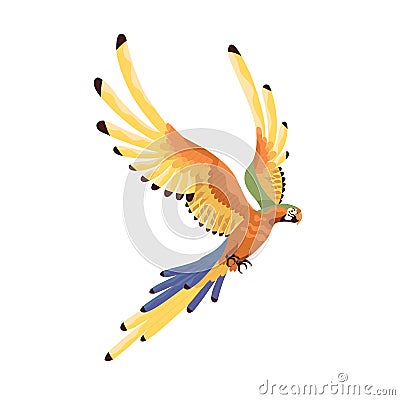 Macaw flying with multicolored spread wings. Large tropical Ara parrot with long tail. Exotic jungle bird of rainbow Vector Illustration