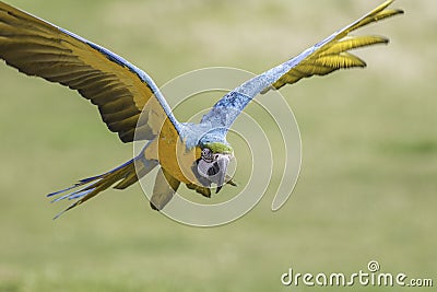 Macaw flying with wings outsretched Stock Photo