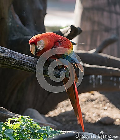 Macaw Stock Photo