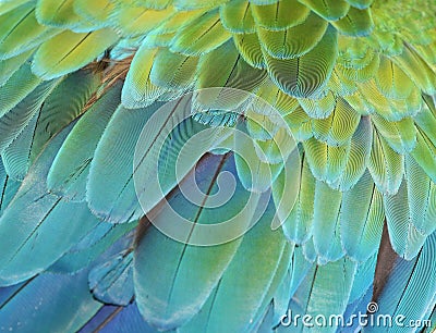 Macaw parrot Stock Photo