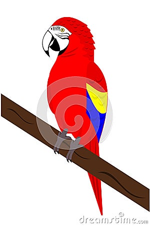 Macaw Parrot Vector Illustration