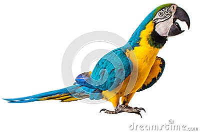 Macaw Parrot bird isolated on white Stock Photo