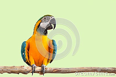 Macaw parrot bird smile catch on wood tree branch colorful animal isolated with clipping path Stock Photo