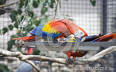 Macaw parrot bird vertebrate beak claws Stock Photo