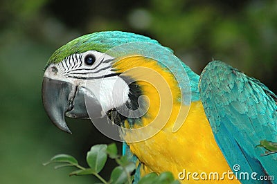 Macaw parrot Stock Photo