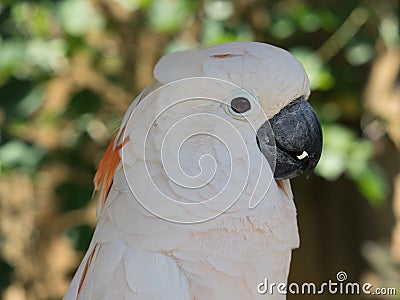 Macaw parrot Stock Photo