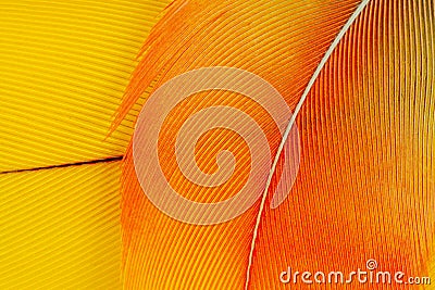Macaw parrot feathers Stock Photo