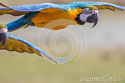 Macaw parrot flying. Tropical bird in flight Stock Photo