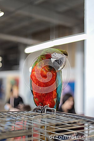 Macaw parrot sits on a cage and looks into the camera in a contacting zoo. Playful and affectionate, Intelligent and social bird a Stock Photo