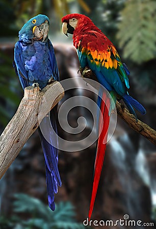 Macaw parrots Stock Photo