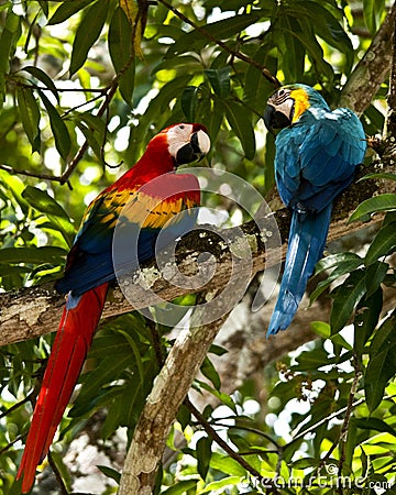 Macaw parrots Stock Photo