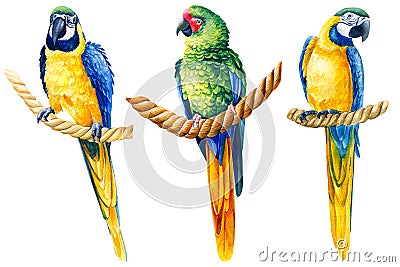 macaw parrots, birds on an isolated white background, watercolor illustration, hand drawing Cartoon Illustration