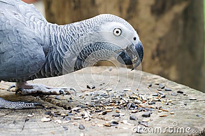 Macaw parrots eating seed on the wood Stock Photo