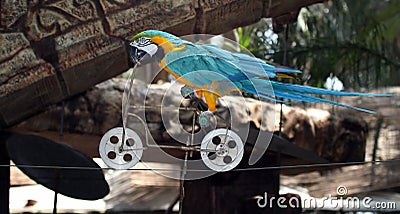 Macaw riding a bicycle Stock Photo