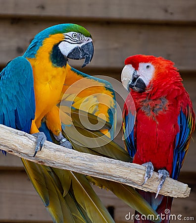 Macaw scarlet and blue-and-yellow parrots, long-tailed colorful exotic birds Stock Photo