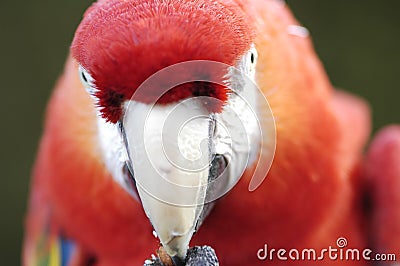 Macaw Stare Stock Photo