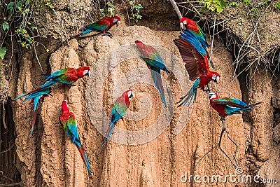 Macaws in clay lick in the peruvian Amazon jungle at Madre de Di Stock Photo