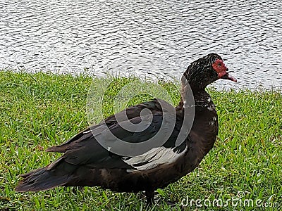 Maccabi duck by the Lake Stock Photo