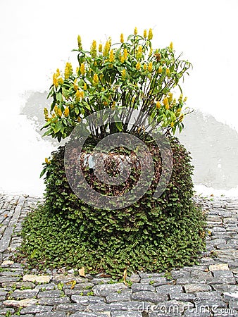 Maceta Con Ornamento De Planta CÃ©sped Verde Y Flores Amarillas Con Blanco Stock Photo