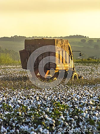 Cotton harvesting Stock Photo