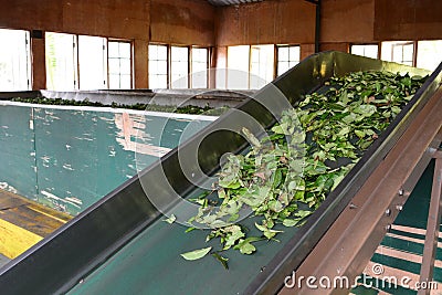 Machinery in tea factory. Rambukkana. Sri Lanka Stock Photo