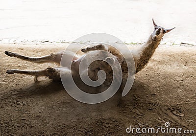 Machu Picchu Lama Peru Stock Photo