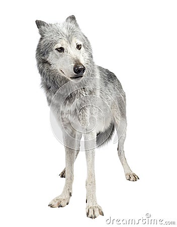 Mackenzie Valley Wolf (8 years) Stock Photo