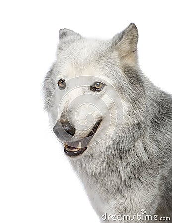 Mackenzie Valley Wolf (8 years) Stock Photo